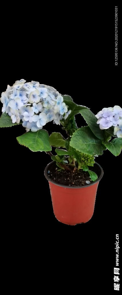 绣球花