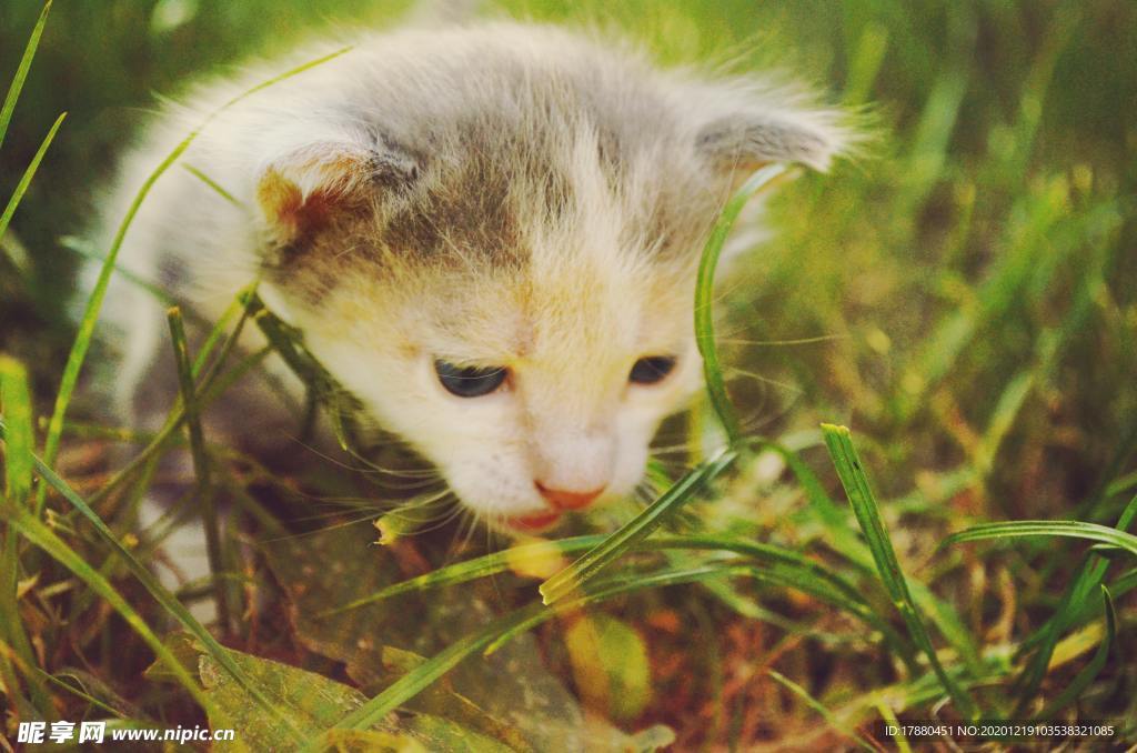 猫