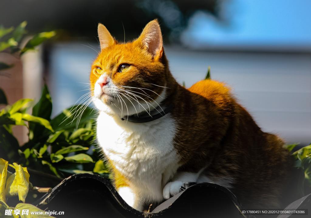 猫