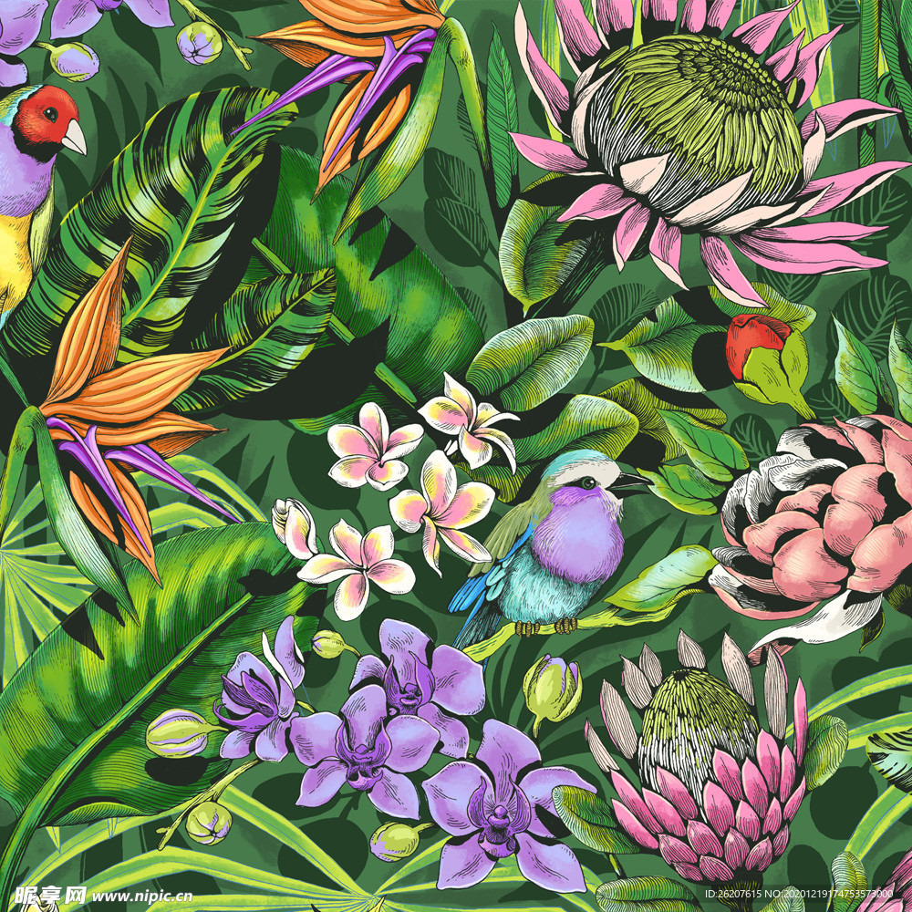 花鸟插画