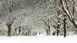 风景 雪景