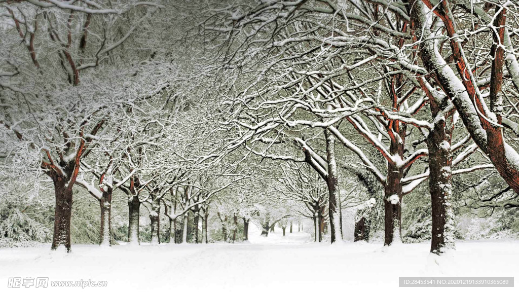 风景 雪景