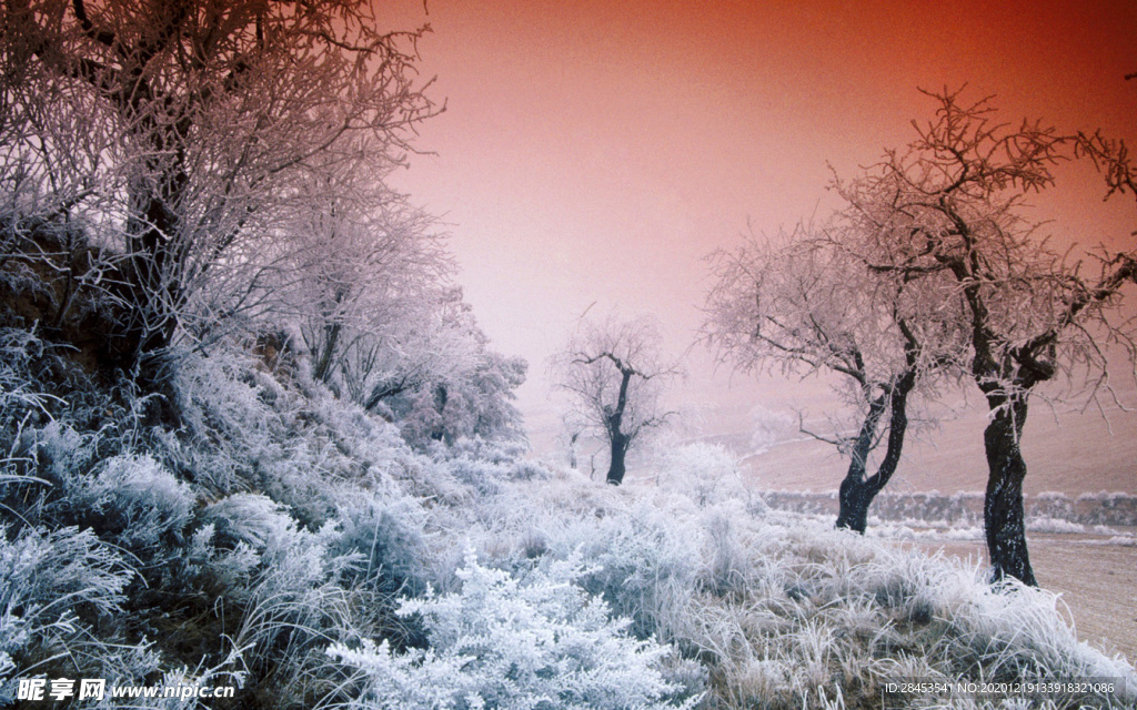 风景 雪景