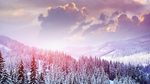 风景 雪景