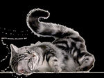 猫