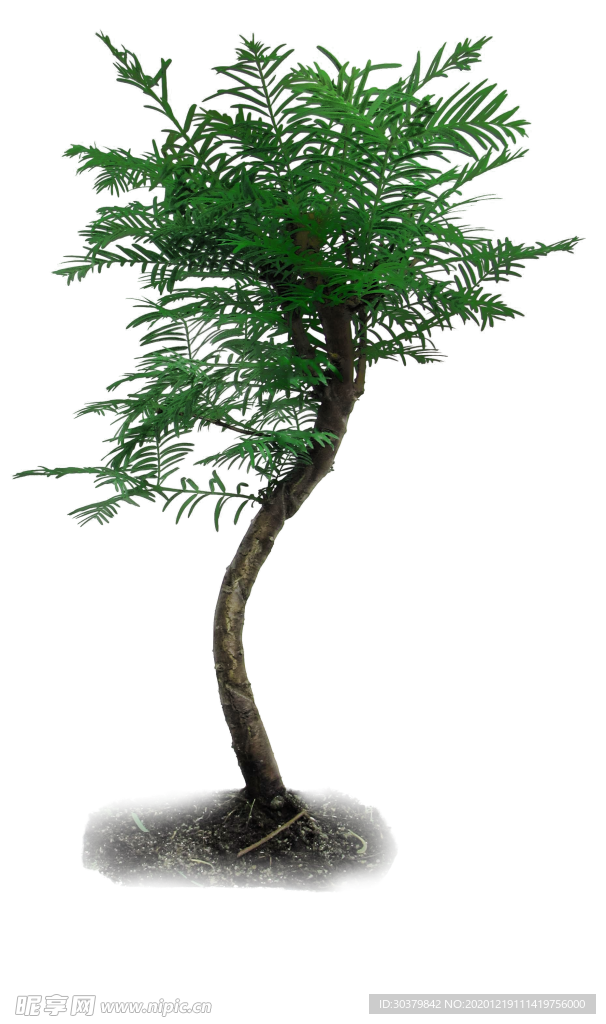 树