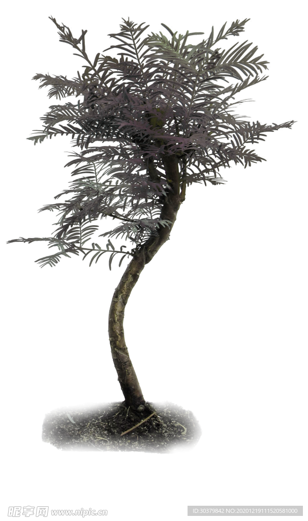 树