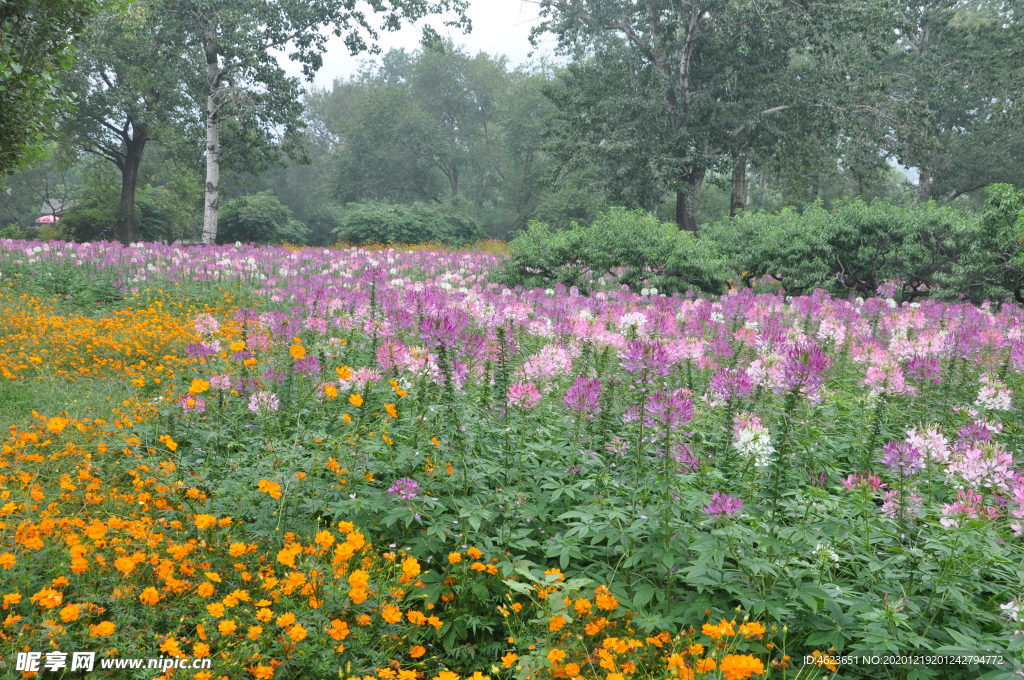 硫华菊（黄花）和醉蝶花（粉花）