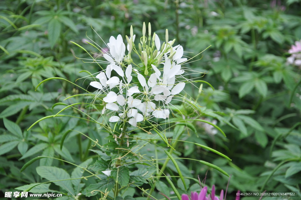 一年生花卉-白色的醉蝶花