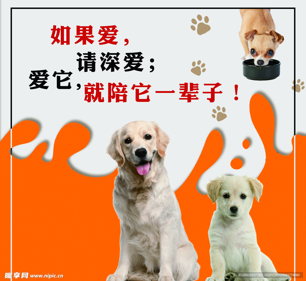 宠物