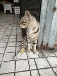 宠物猫