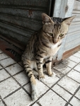 宠物猫