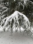树枝上积雪
