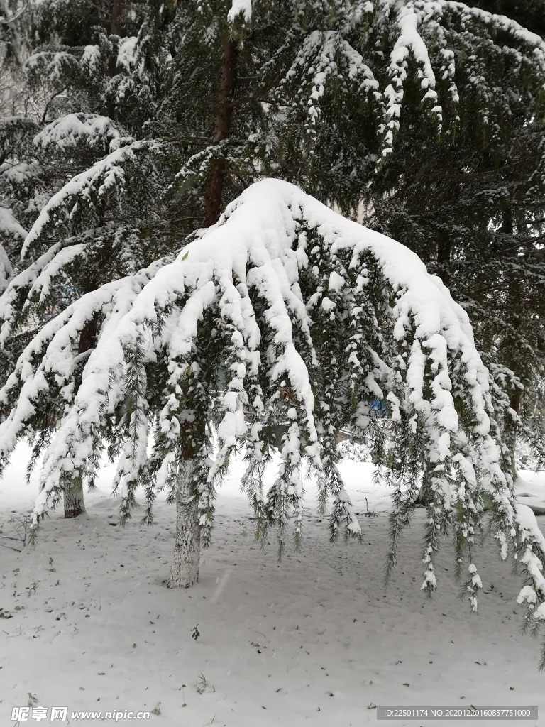 树枝上积雪