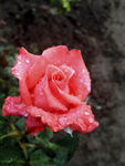 玫瑰花
