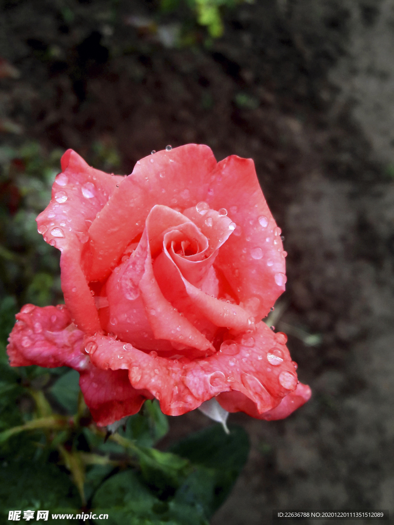 玫瑰花