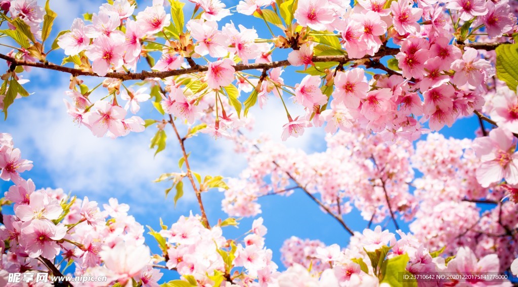 桃花