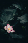 荷
