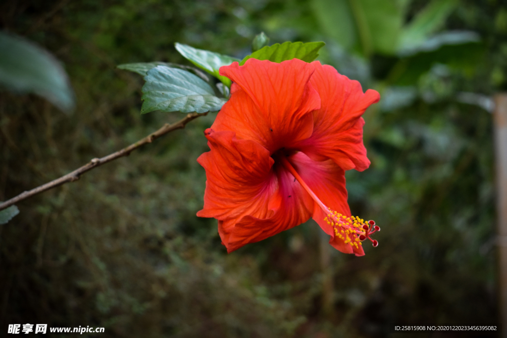 芙蓉花