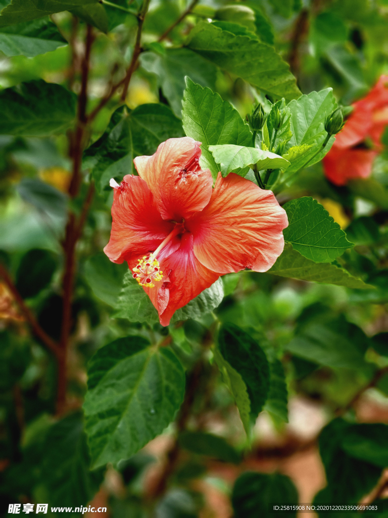 芙蓉花