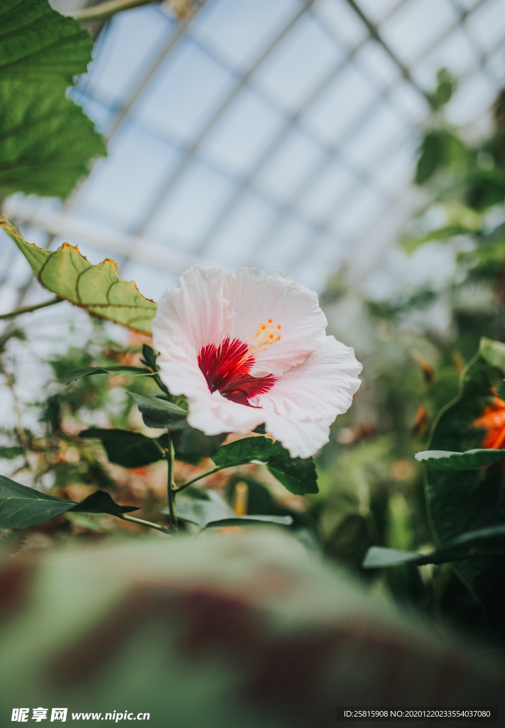 芙蓉花