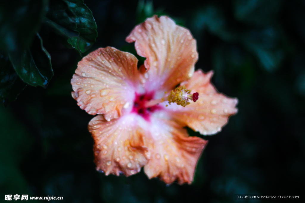 芙蓉花