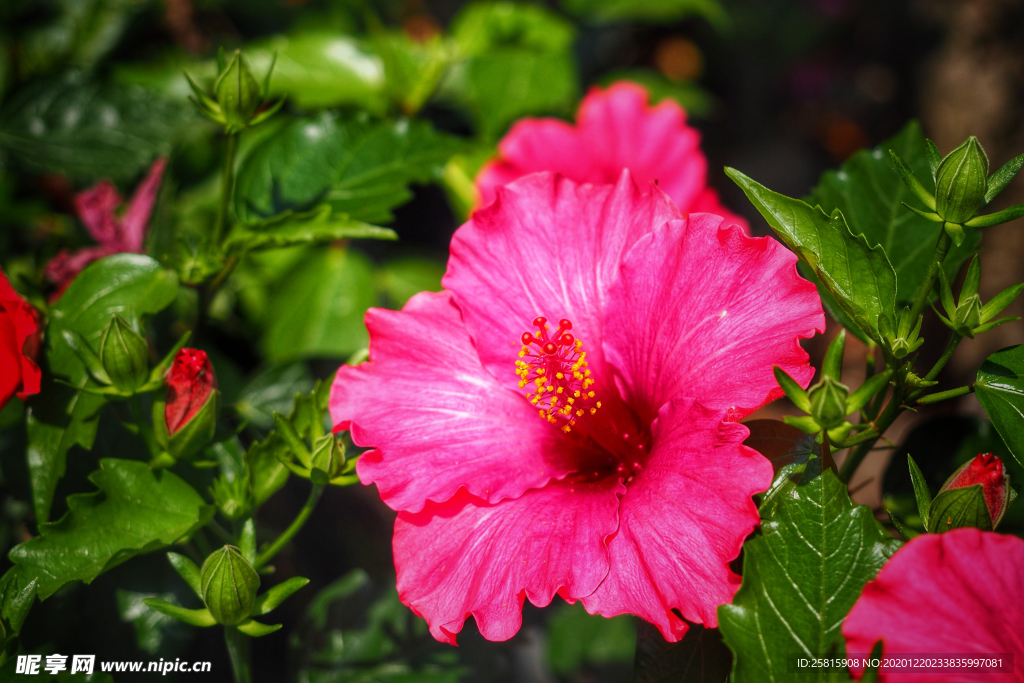 芙蓉花