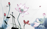 爱莲说莲花