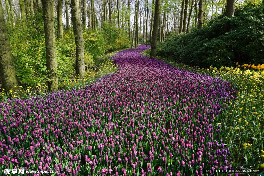 紫色花朵小路