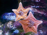 海星     图片    沙滩