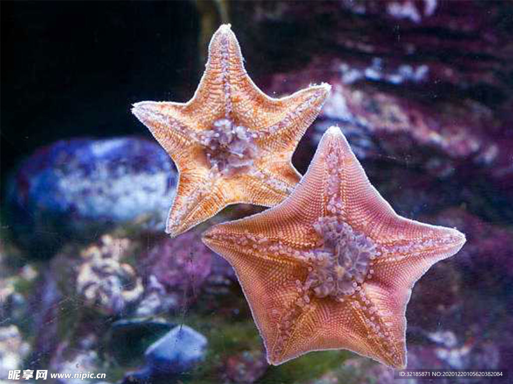 海星     图片    沙滩