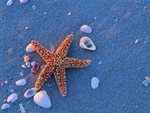 海星