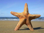 海星