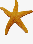 海星