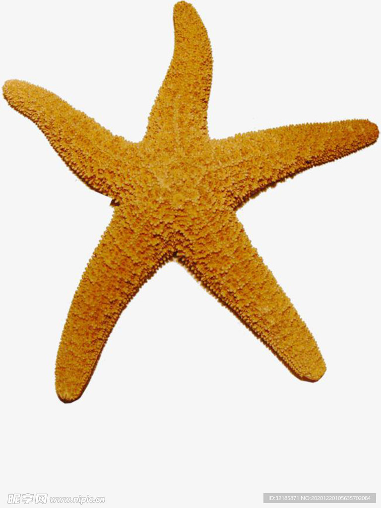 海星