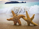 海星