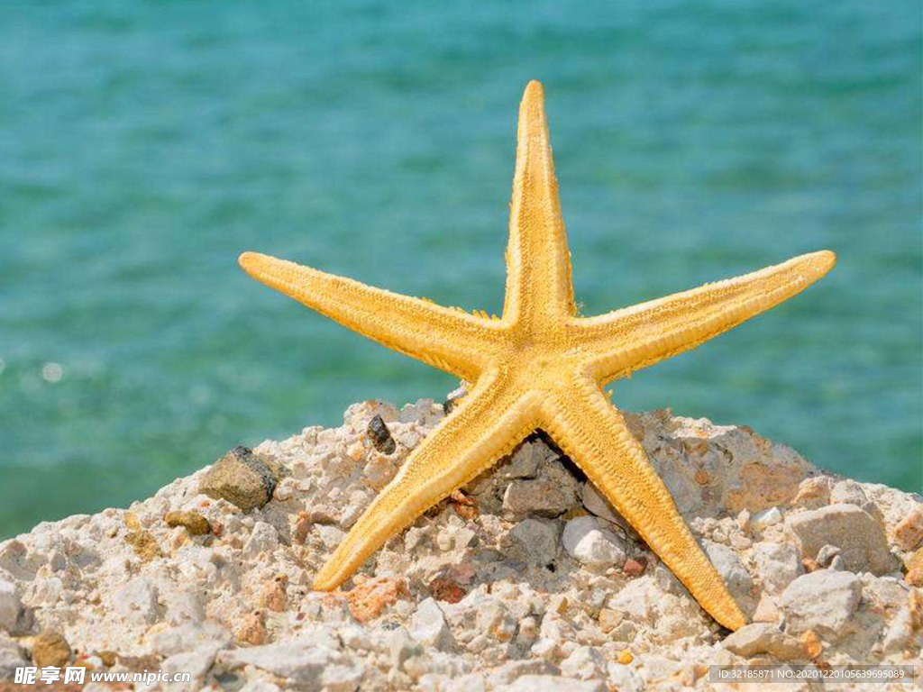 海星     图片    沙滩