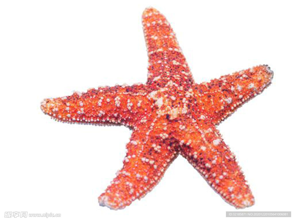 海星