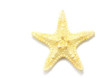 海星