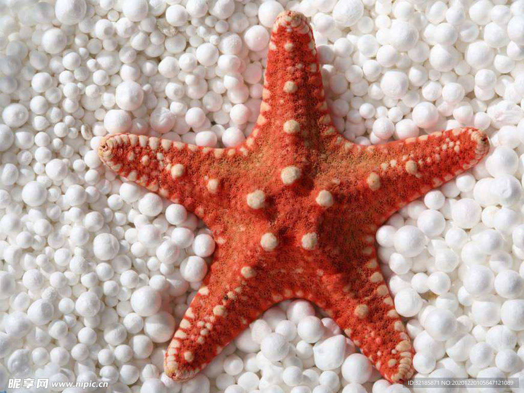 海星     图片    沙滩