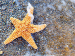 海星