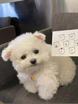 犬