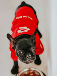 犬