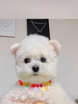 犬