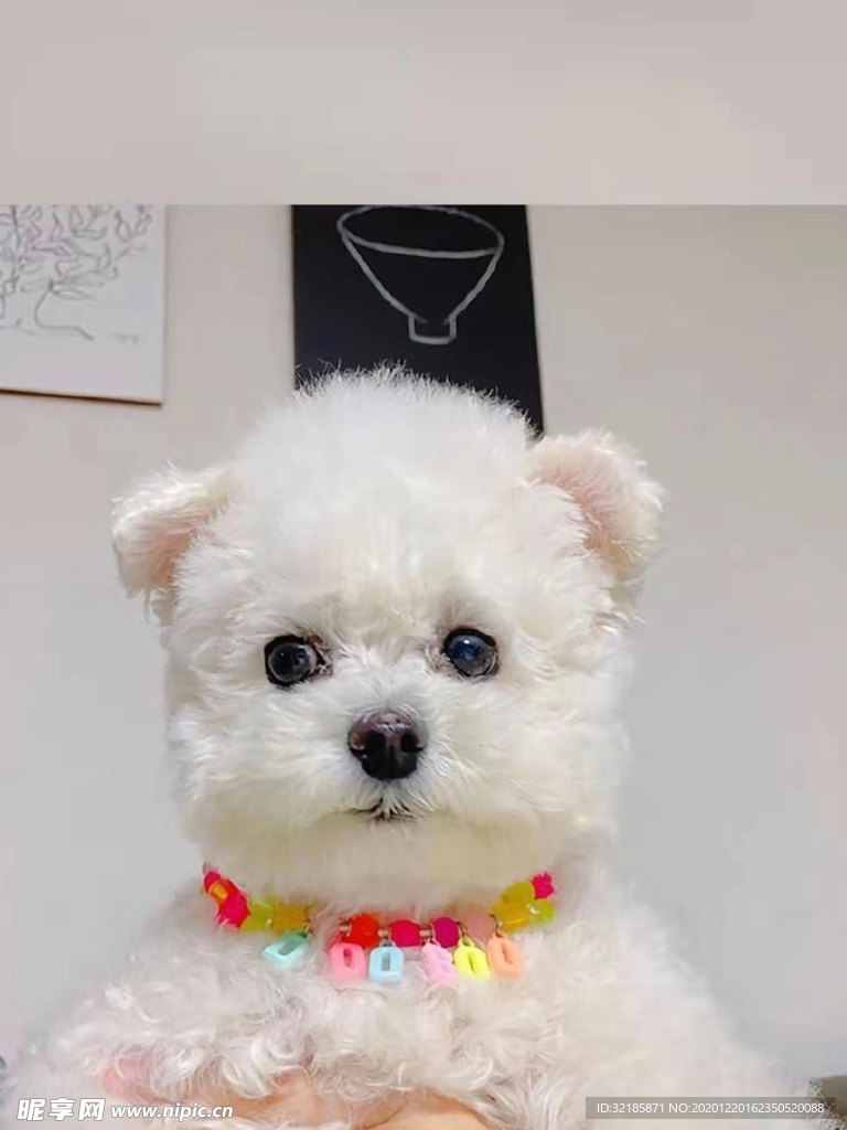 犬