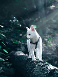 狗