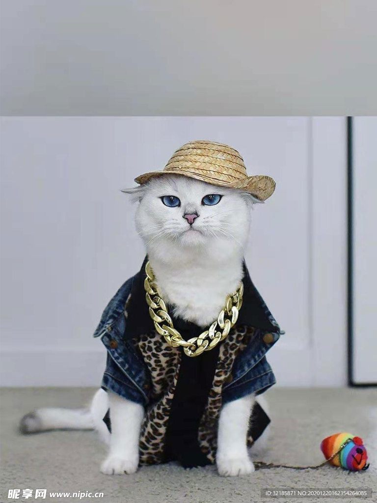 猫