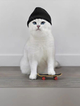 猫