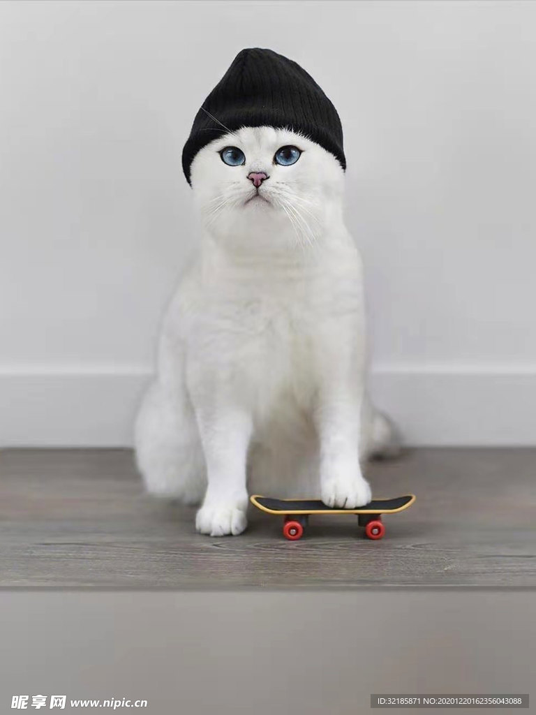 猫