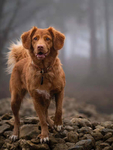犬